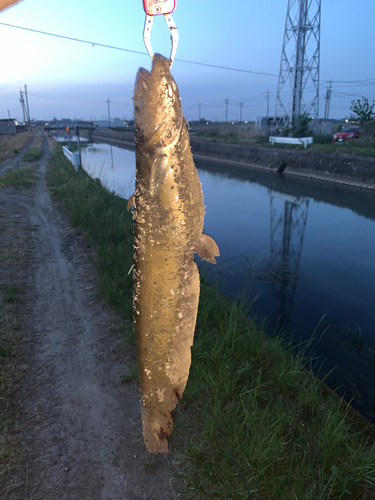 ナマズの釣果