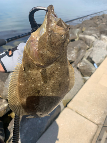 ヒラメの釣果