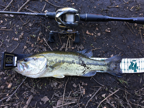 ラージマウスバスの釣果