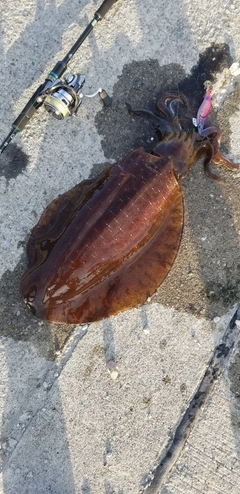 アオリイカの釣果