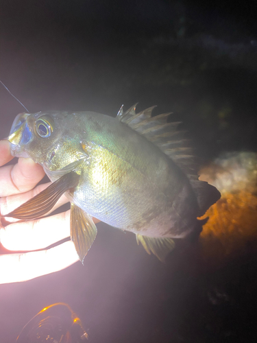 クロメバルの釣果