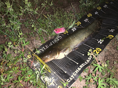 マナマズの釣果