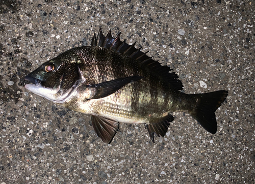 チヌの釣果