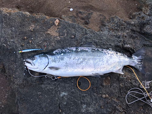 サクラマスの釣果