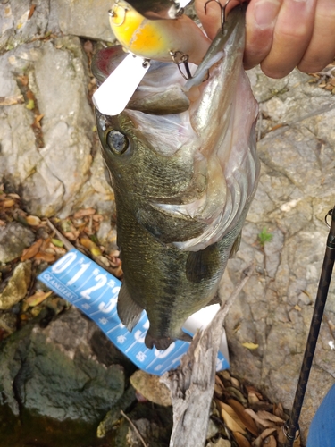 ブラックバスの釣果