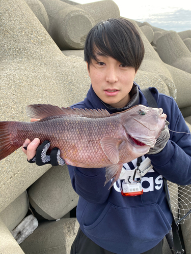 コブダイの釣果