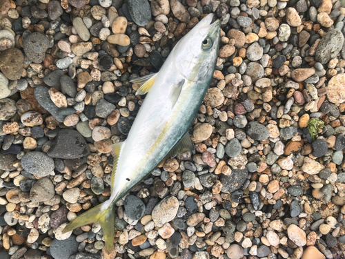 イナダの釣果