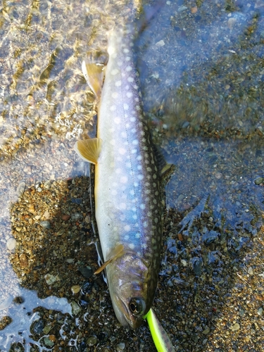 イワナの釣果