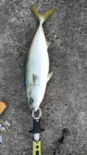 ハマチの釣果