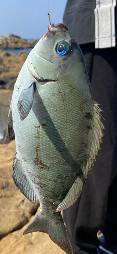 グレの釣果