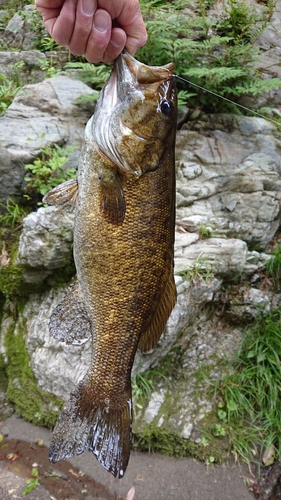 スモールマウスバスの釣果