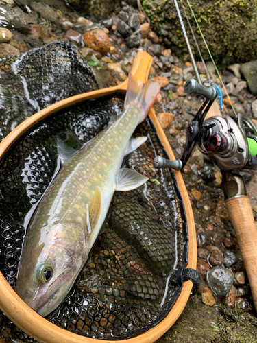 イワナの釣果