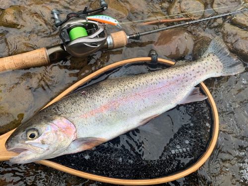 ニジマスの釣果