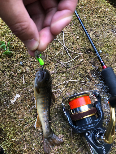 ヤマトイワナの釣果