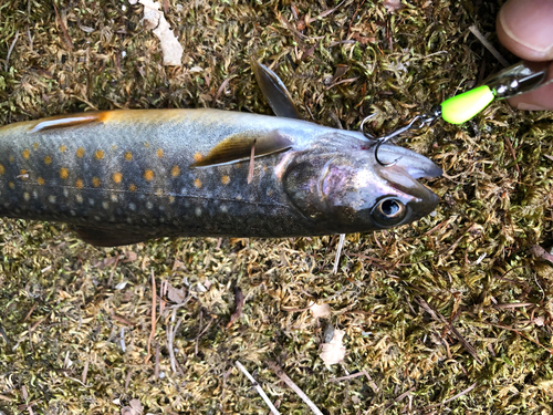 ヤマトイワナの釣果