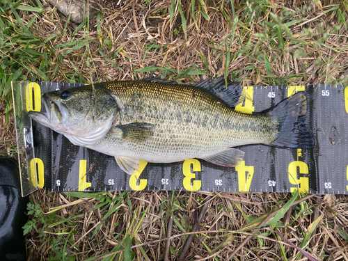 ブラックバスの釣果