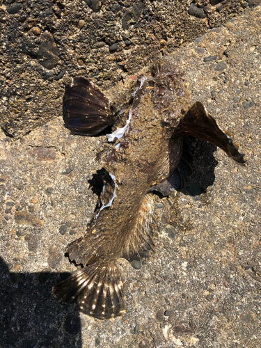 オニオコゼの釣果