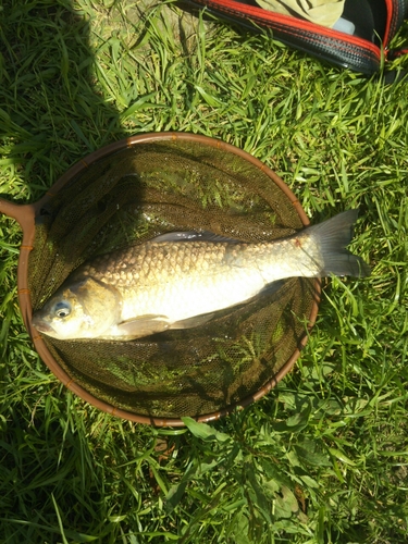 ヘラブナの釣果