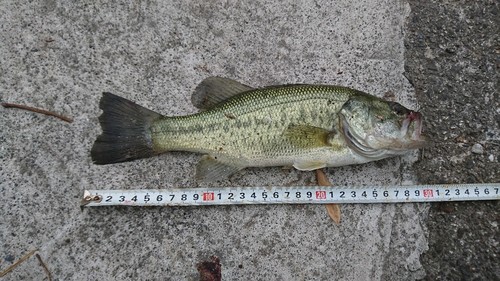 ブラックバスの釣果