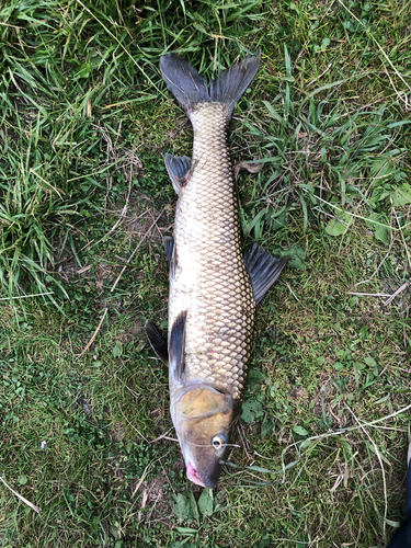 ニゴイの釣果