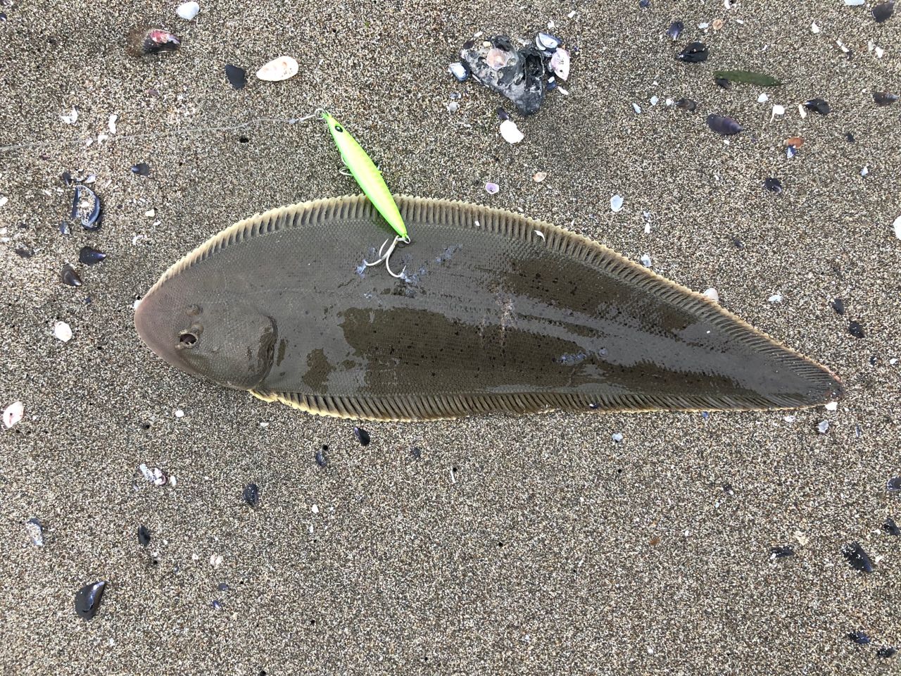 シタビラメ
