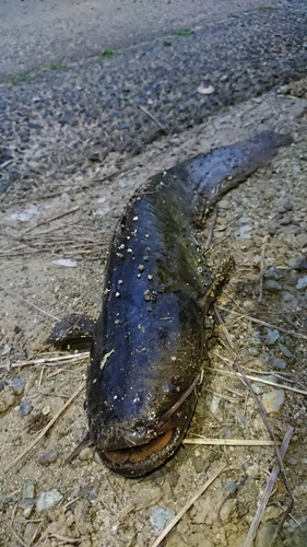 ナマズの釣果