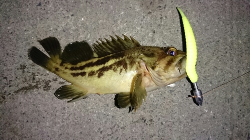 シマゾイの釣果