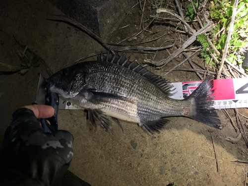 クロダイの釣果