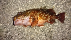 カサゴの釣果