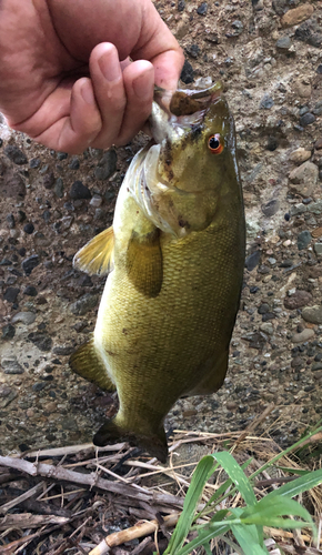 スモールマウスバスの釣果