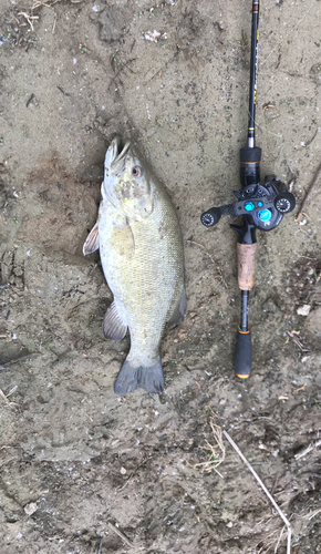 スモールマウスバスの釣果