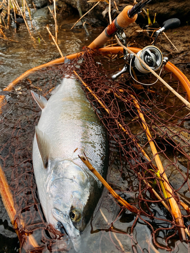 サクラマスの釣果