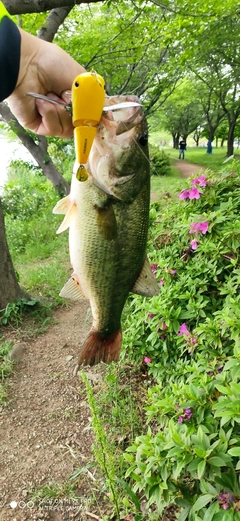 ブラックバスの釣果