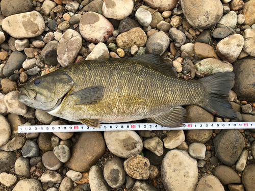 スモールマウスバスの釣果