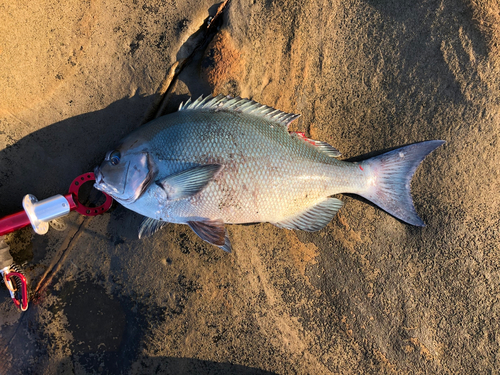 オナガグレの釣果