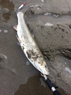 マルタウグイの釣果