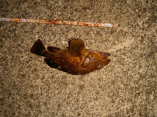 カサゴの釣果