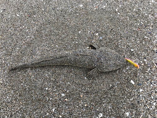 マゴチの釣果