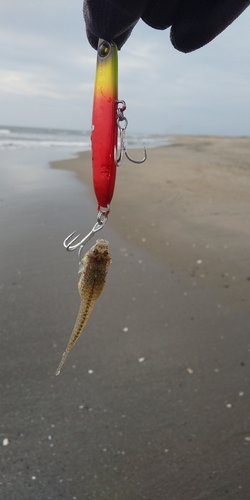 メゴチの釣果