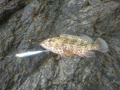 カンモンハタの釣果