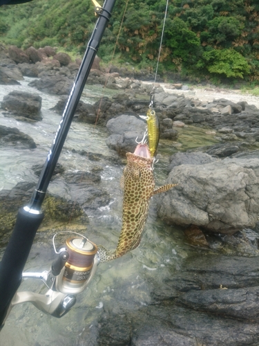 カンモンハタの釣果