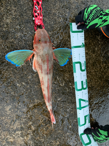 ホウボウの釣果