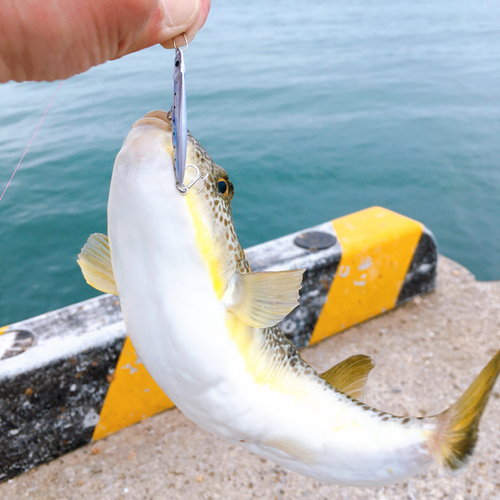 フグの釣果