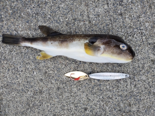 ショウサイフグの釣果