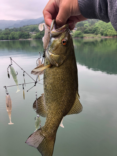 スモールマウスバスの釣果