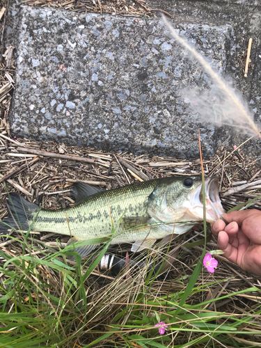 ラージマウスバスの釣果