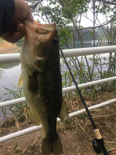 ブラックバスの釣果