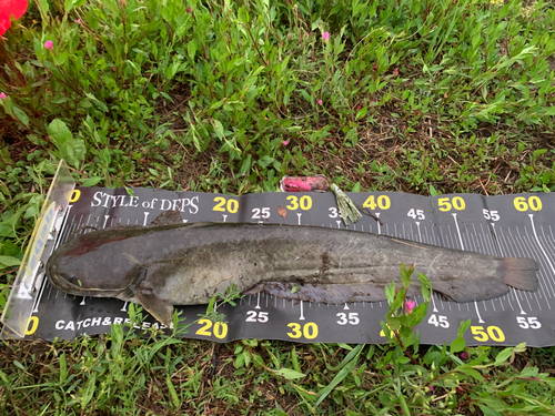 マナマズの釣果