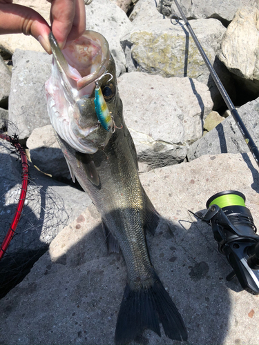 シーバスの釣果