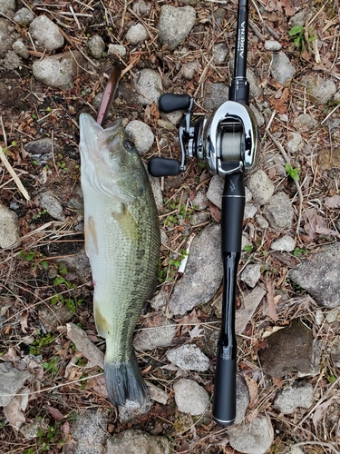 ラージマウスバスの釣果